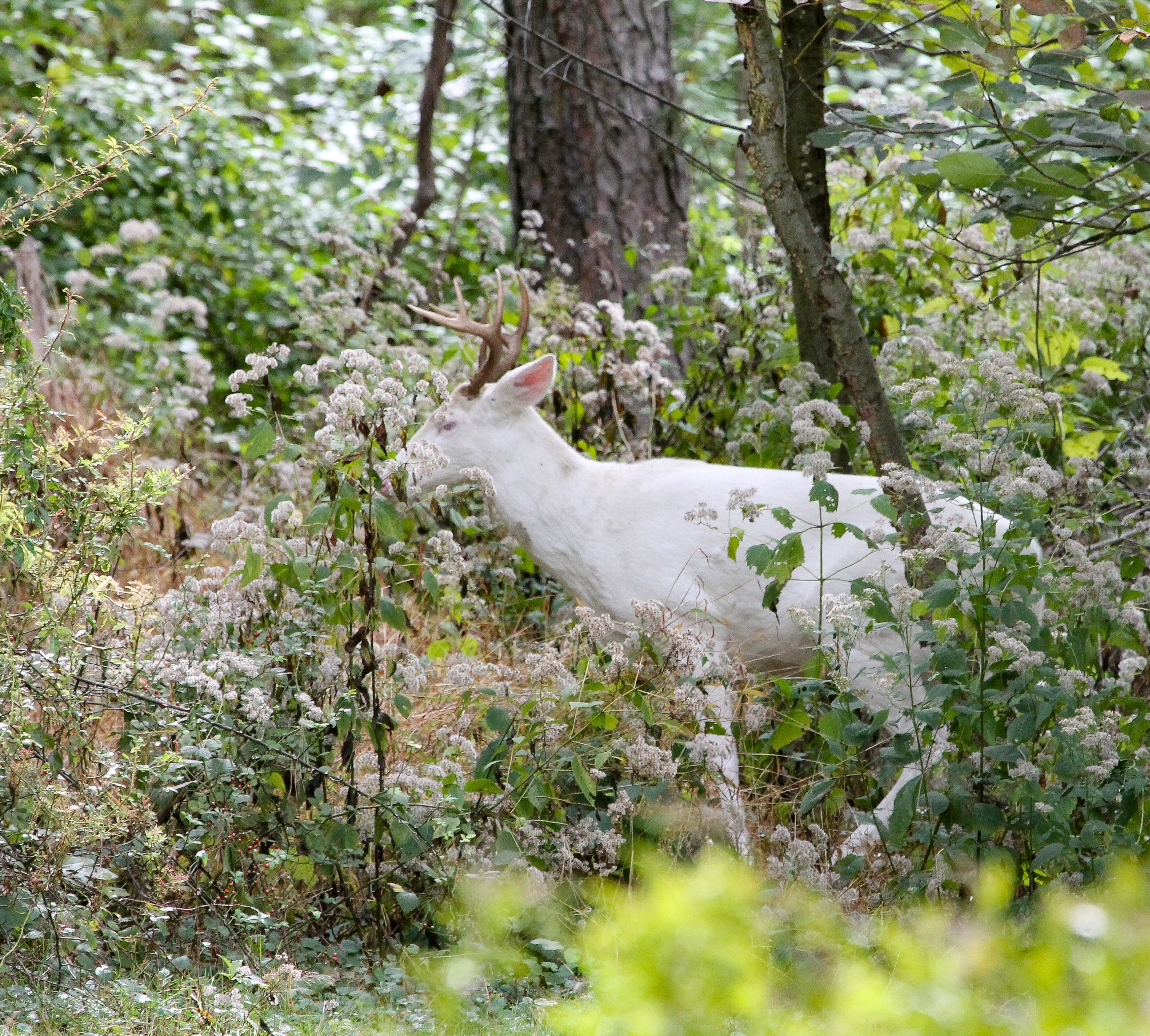 An Albino Deer