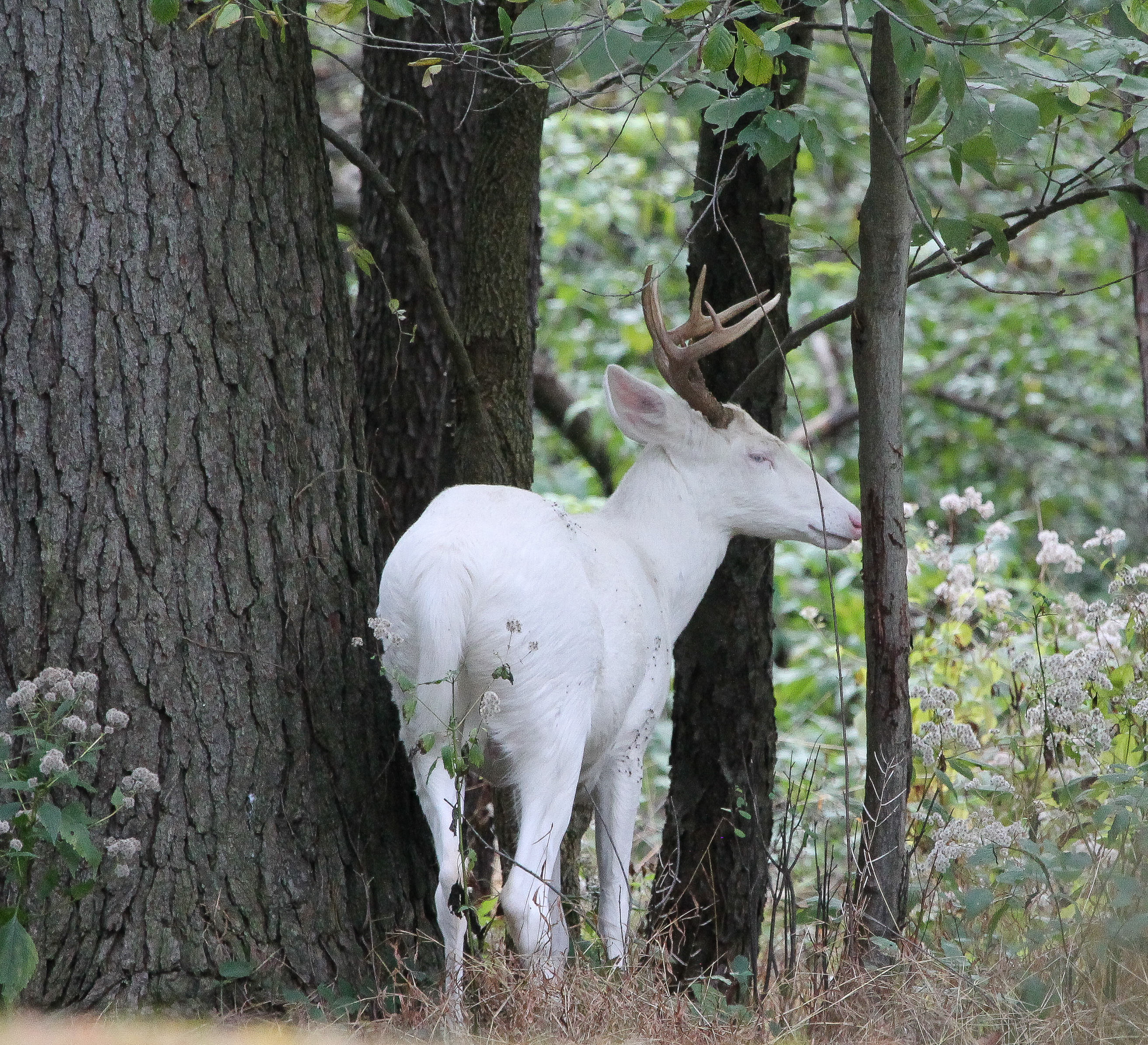 An Albino Deer