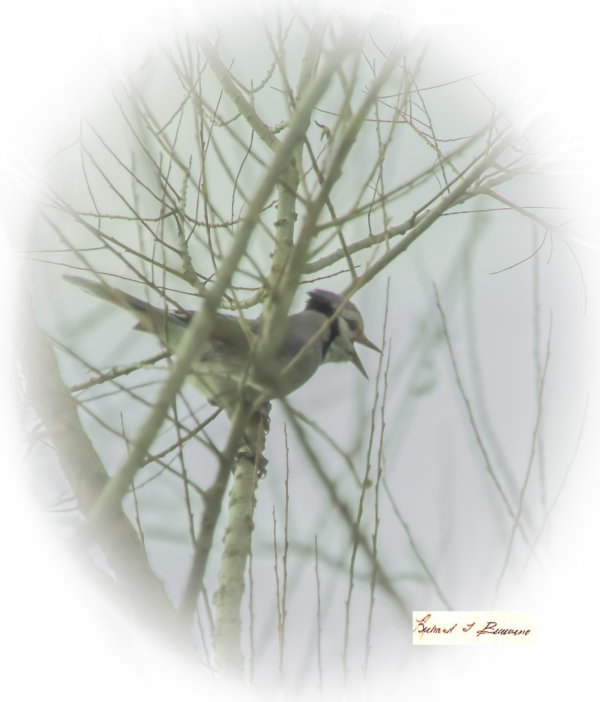 A Bluejay