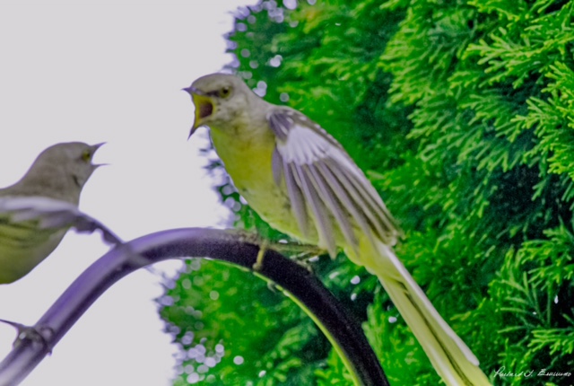 A Gold Finch