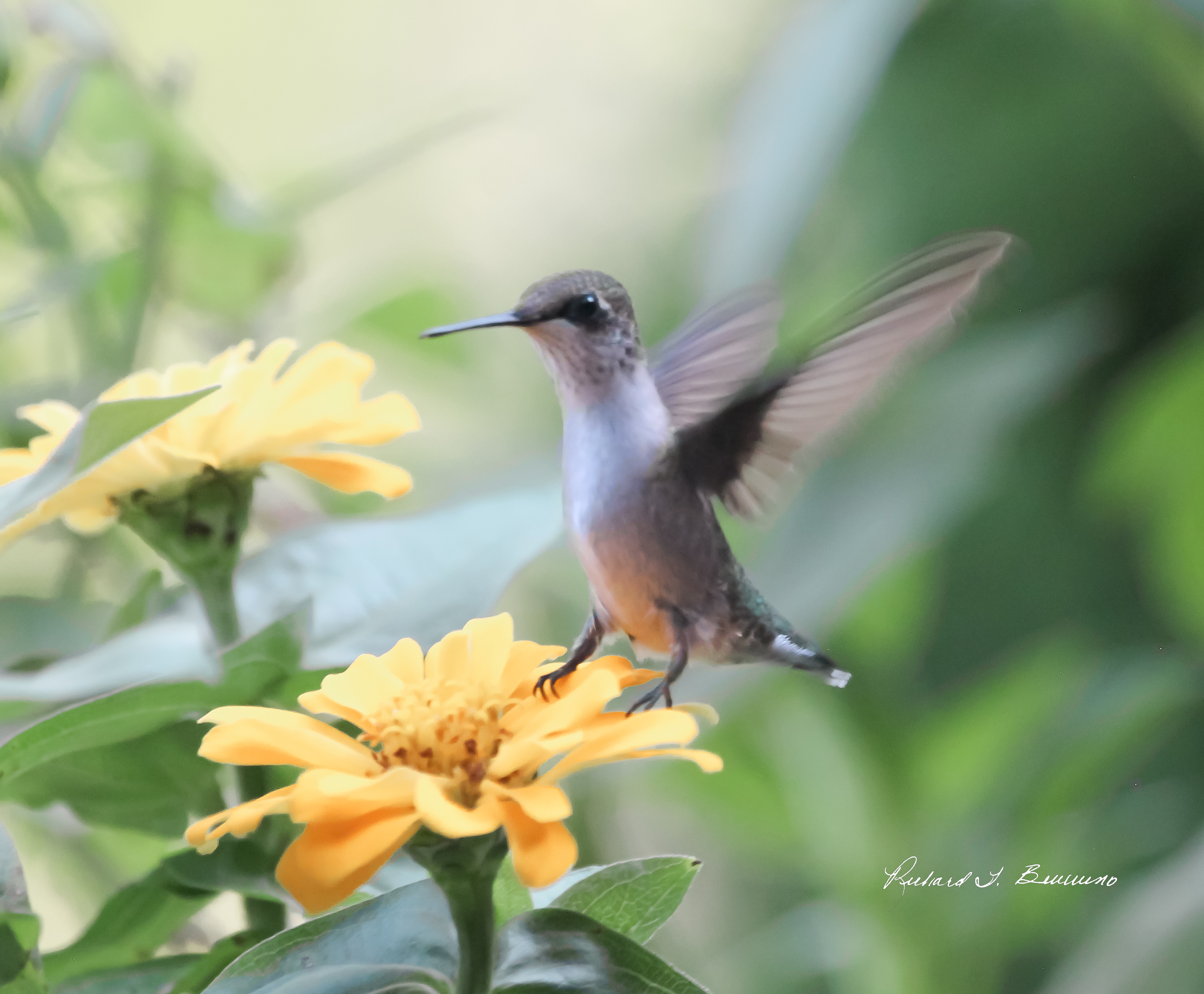 A Hummingbird