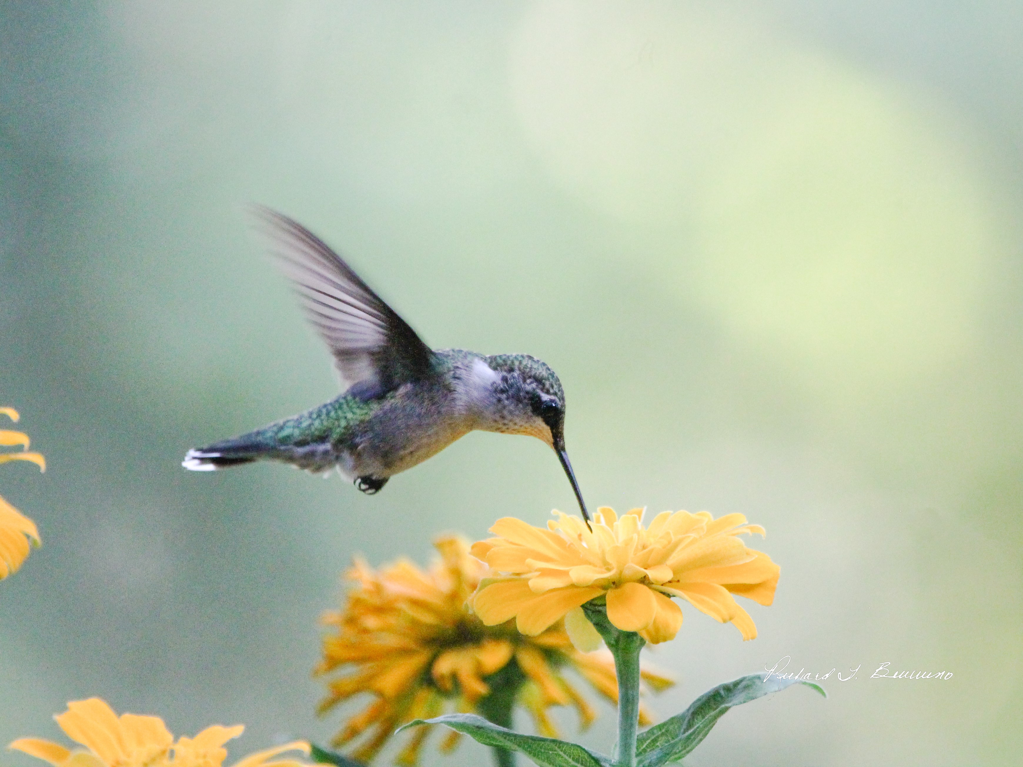 A Hummingbird