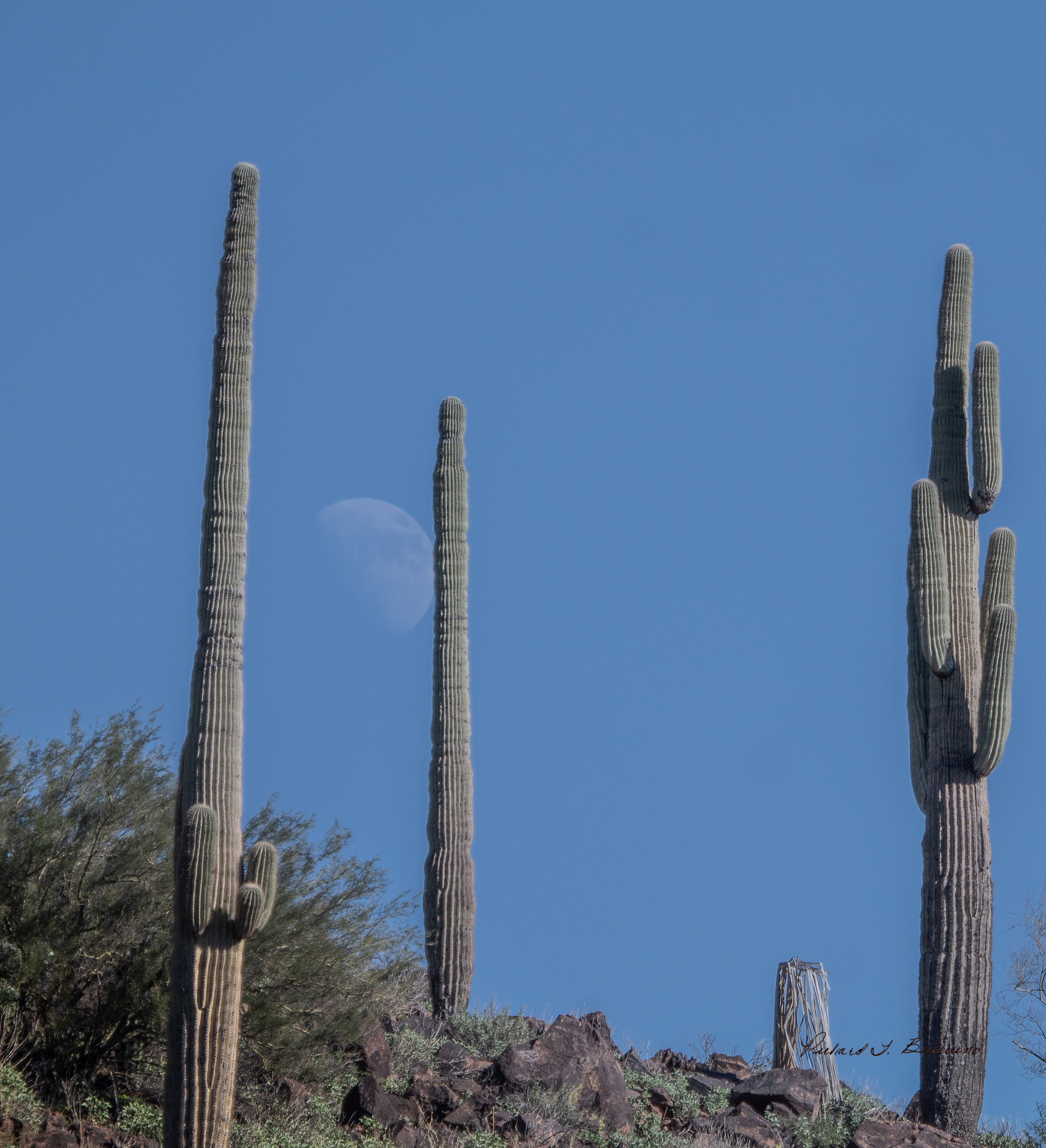 A Daytime Moon