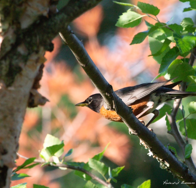 A Robin