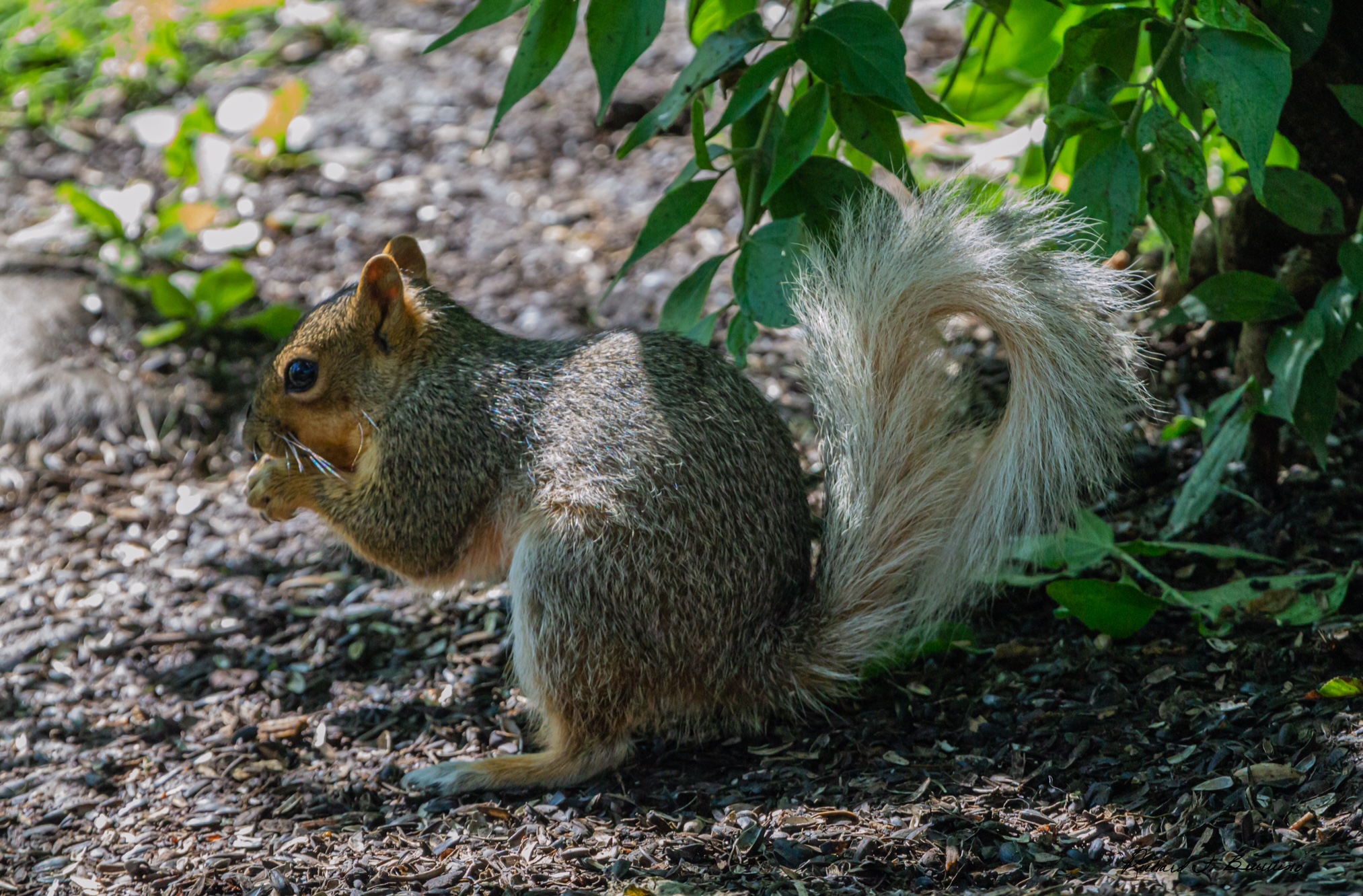 A White Tailed Squirrel