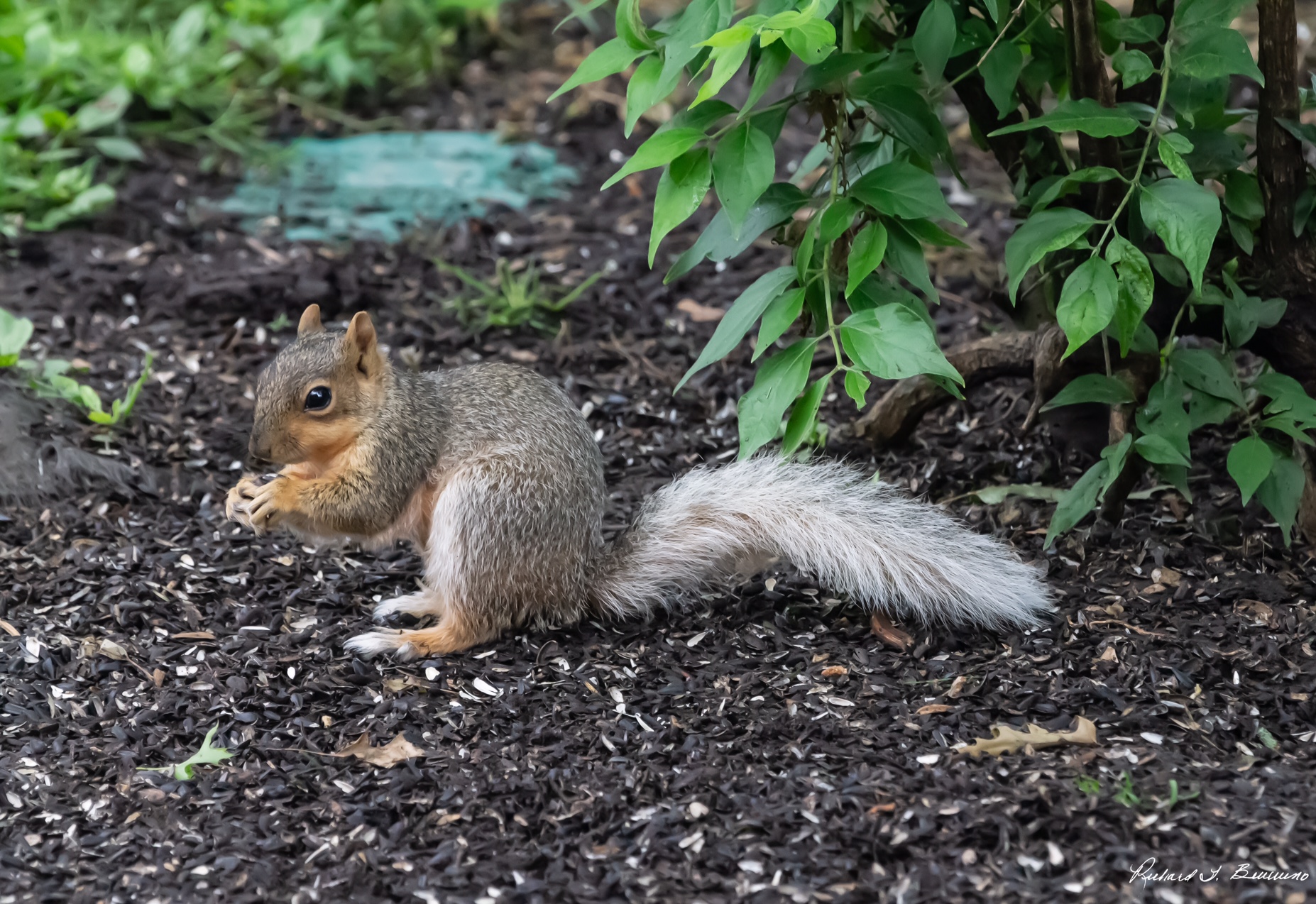 A White Tailed Squirrel