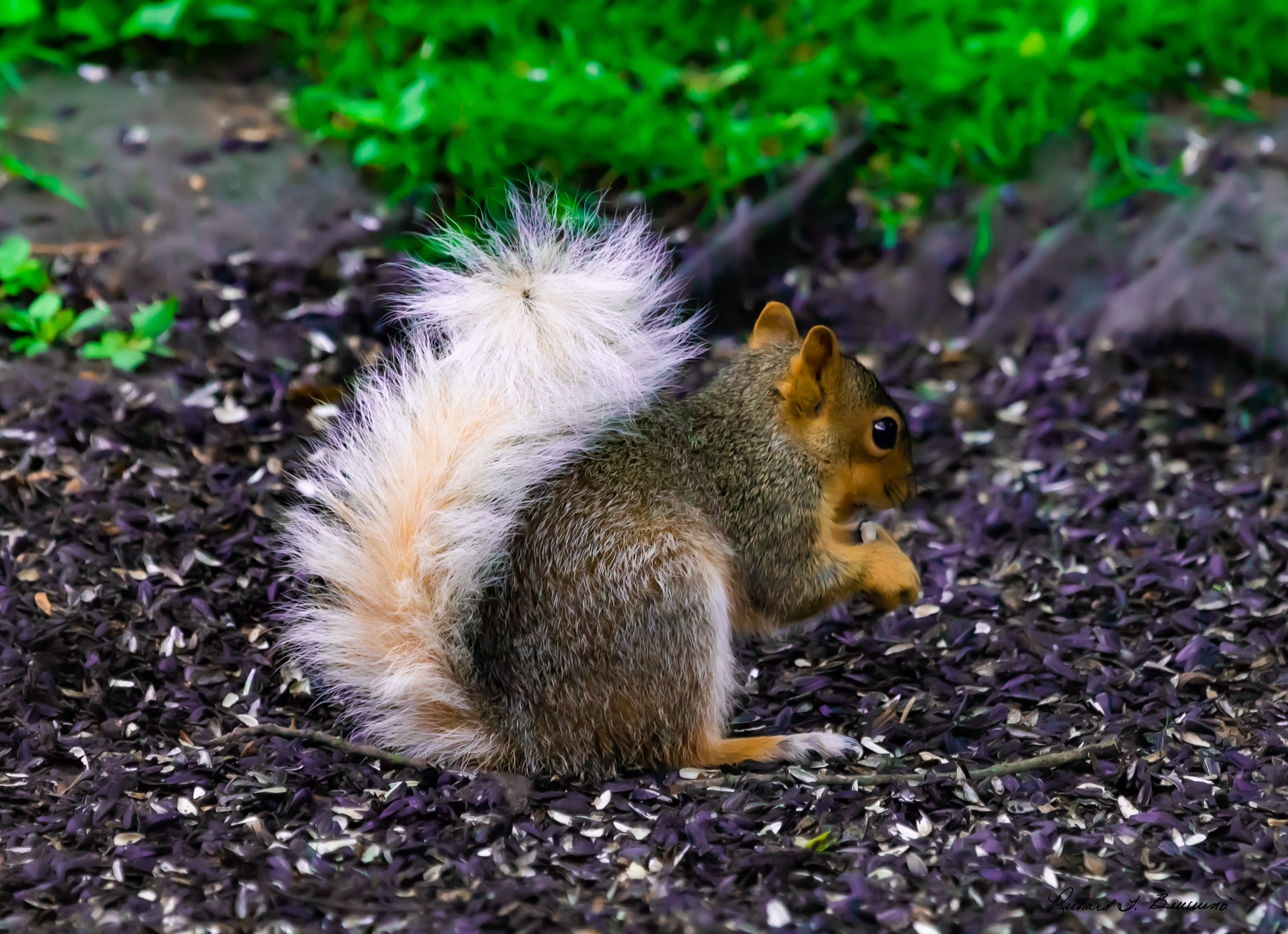 A White Tailed Squirrel